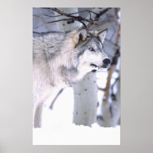 Timber Wolf, Canis lupus, Movie Animal Utah) Poster