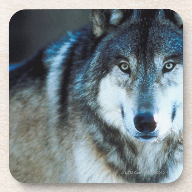 Timber wolf coaster (Front)