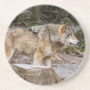 Timber Wolf Coaster