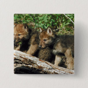 Timber wolf cubs 2 inch square button