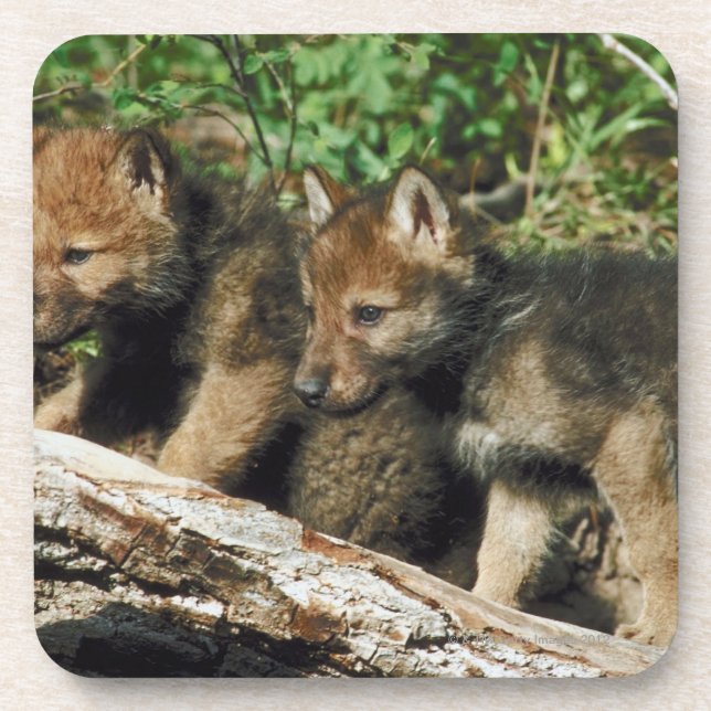 Timber wolf cubs coaster (Front)