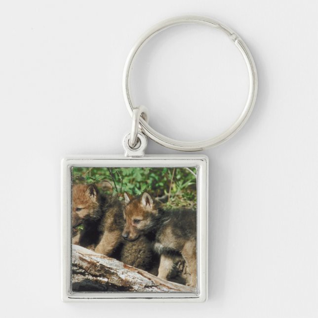 Timber wolf cubs keychain (Front)