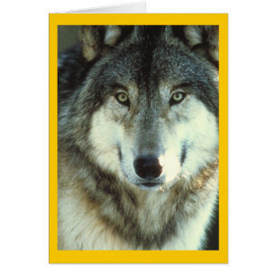 Timber Wolf from Junglewalk.com
