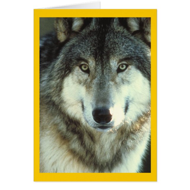 Timber Wolf from Junglewalk.com (Front)
