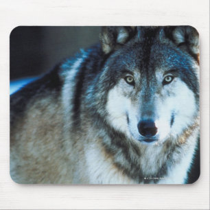 Timber wolf mouse pad
