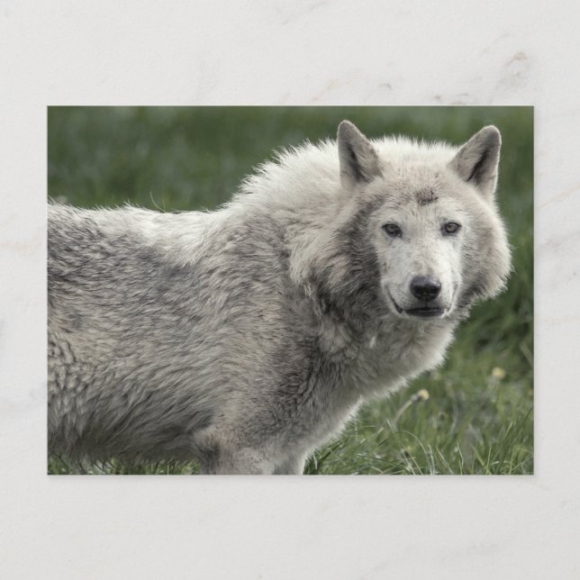 Timber wolf postcard (Front)