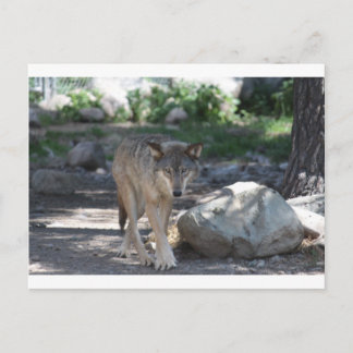 Timber Wolf Postcard