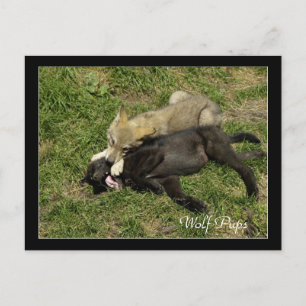 Timber Wolf Pups  Wild Animal Postcards