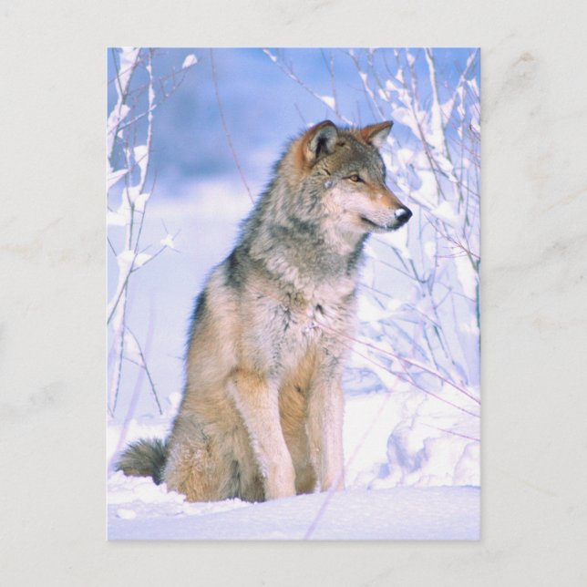 Timber Wolf Sitting in Snow Holiday Postcard (Front)