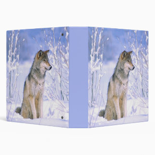 Timber Wolf sitting in the Snow, Canis lupus, Binder