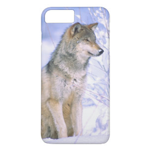 Timber Wolf sitting in the Snow, Canis lupus, Case-Mate iPhone Case