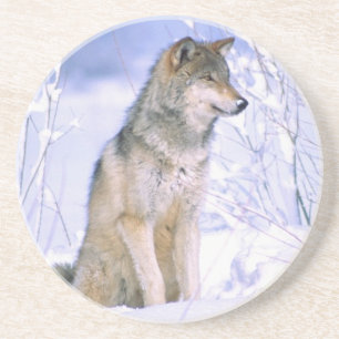 Timber Wolf sitting in the Snow, Canis lupus, Coaster
