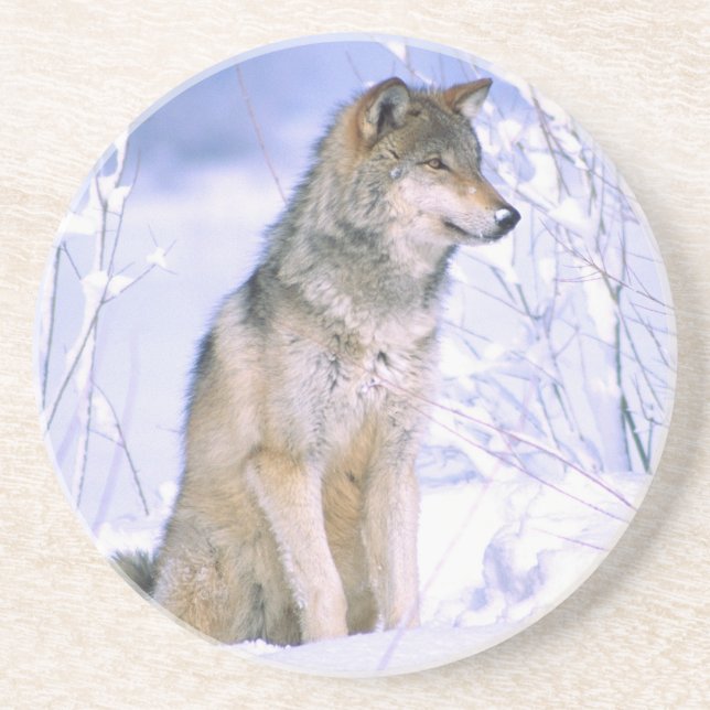 Timber Wolf sitting in the Snow, Canis lupus, Coaster (Front)