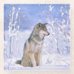 Timber Wolf sitting in the Snow, Canis lupus Glass Coaster