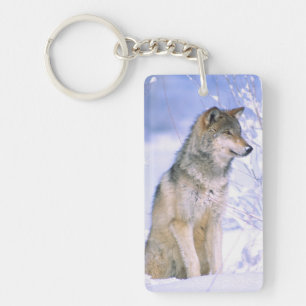 Timber Wolf sitting in the Snow, Canis lupus, Keychain