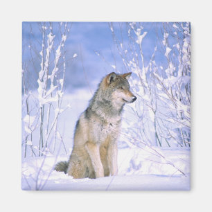 Timber Wolf sitting in the Snow, Canis lupus, Magnet