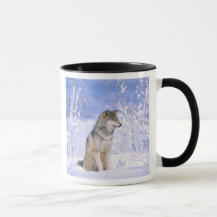 Timber Wolf sitting in the Snow, Canis lupus, Mug