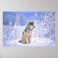 Timber Wolf sitting in the Snow, Canis lupus,