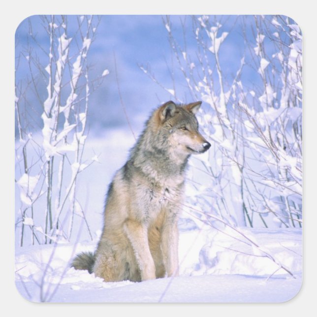 Timber Wolf sitting in the Snow, Canis lupus, Square Sticker (Front)