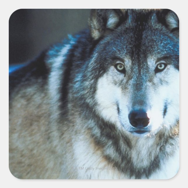Timber wolf square sticker (Front)