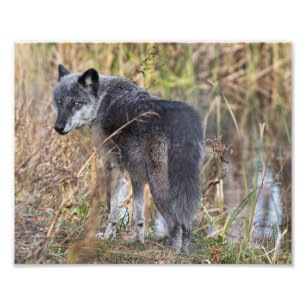 Timber Wolf Standing by Water Photo Print
