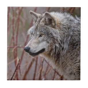 Timber Wolf Tile