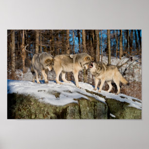 Timber Wolves Poster