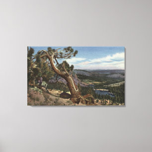 Timberline on the Mammoth Crest Canvas Print