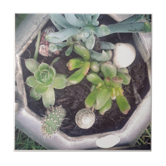 Time for tea?A planted tea kettle Tile (Front)