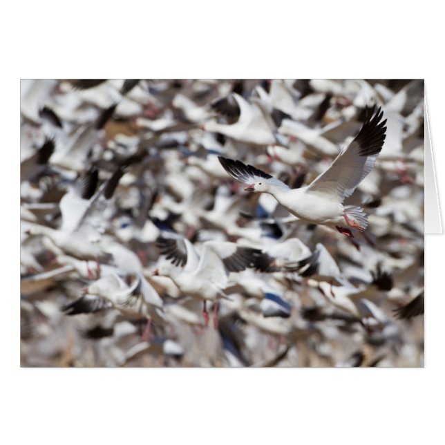 time to blast off (Front Horizontal)