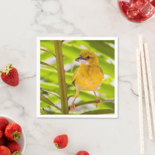 Time to build the nest napkin