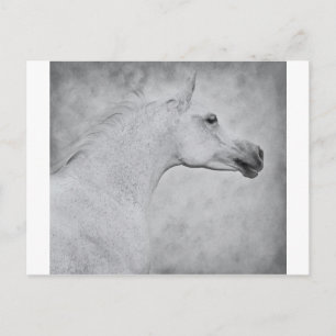 Timeless Beauty Postcard