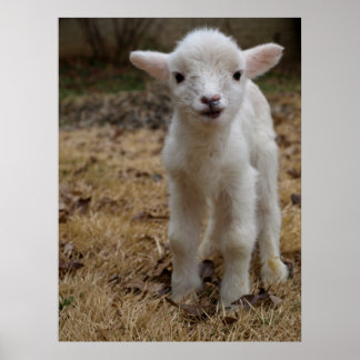 Timmy the Lamb Poster