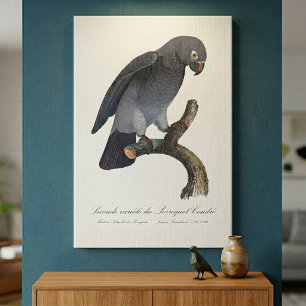 Timneh African Grey Parrot, Psittacus Timneh Canvas Print