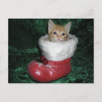 Timon Postcard