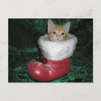 Timon Postcard
