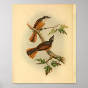 Timor Laut Fantail Flycatcher Bird Vintage Print