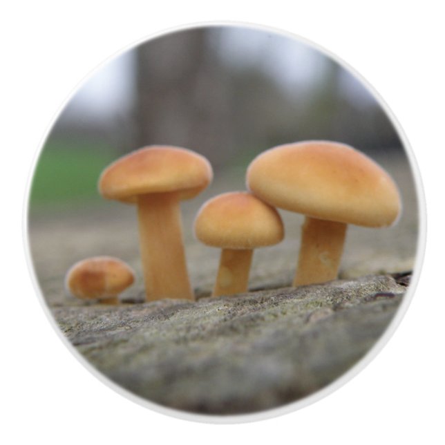 Timy Toadstools Macro Ceramic Knob (Front)