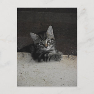 Tinker Kitten Postcard