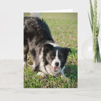 Tino the Border Collie, ready to play Card