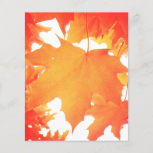 Tinted Orange Maple Leaf