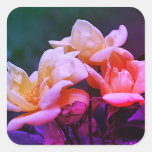 Tinted Rosebuds Floral Square Sticker