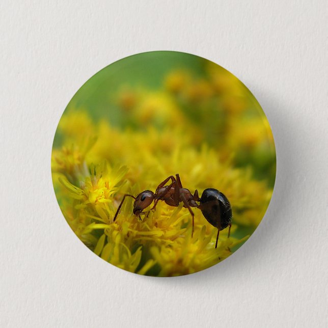 Tiny Ant on Goldenrod 2 Inch Round Button (Front)