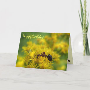Tiny Ant on Goldenrod Birthday Card