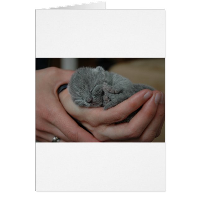 Tiny Baby Blue Kitten (Front)