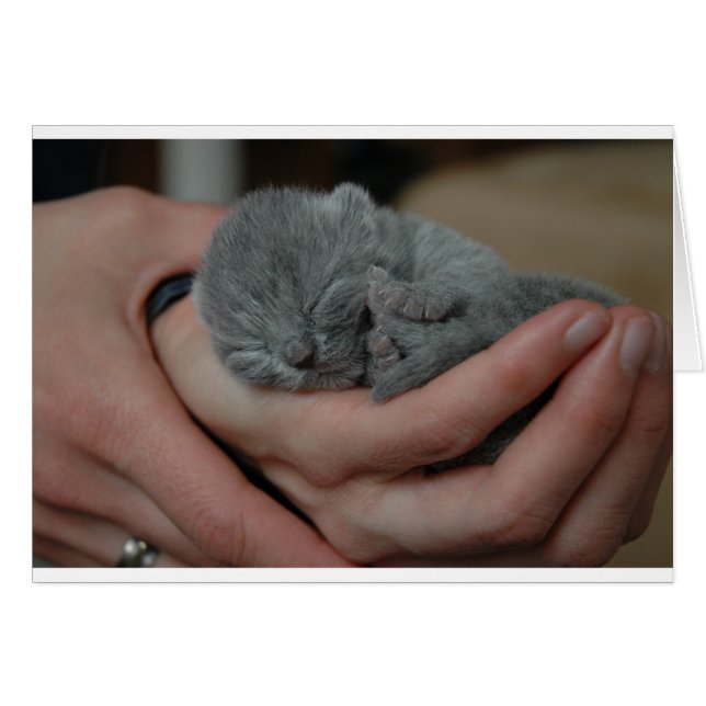 Tiny Baby Blue Kitten (Front Horizontal)