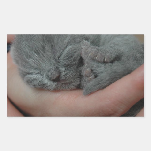 Tiny Baby Blue Kitten Sticker (Front)