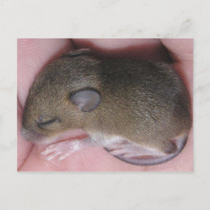 Tiny Baby Mouse With Cute Ears Sleeps Curled Up Postcard