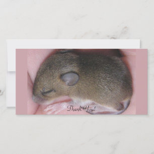 Tiny Baby Mouse With Cute Ears Sleeps Curled Up Thank You Card