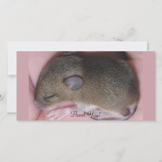 Tiny Baby Mouse With Cute Ears Sleeps Curled Up Thank You Card (Front)